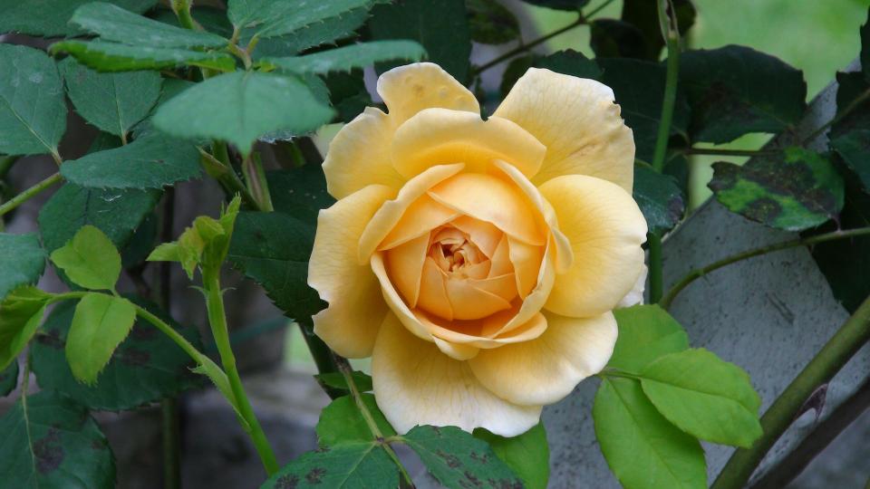 DSC00009001.jpg