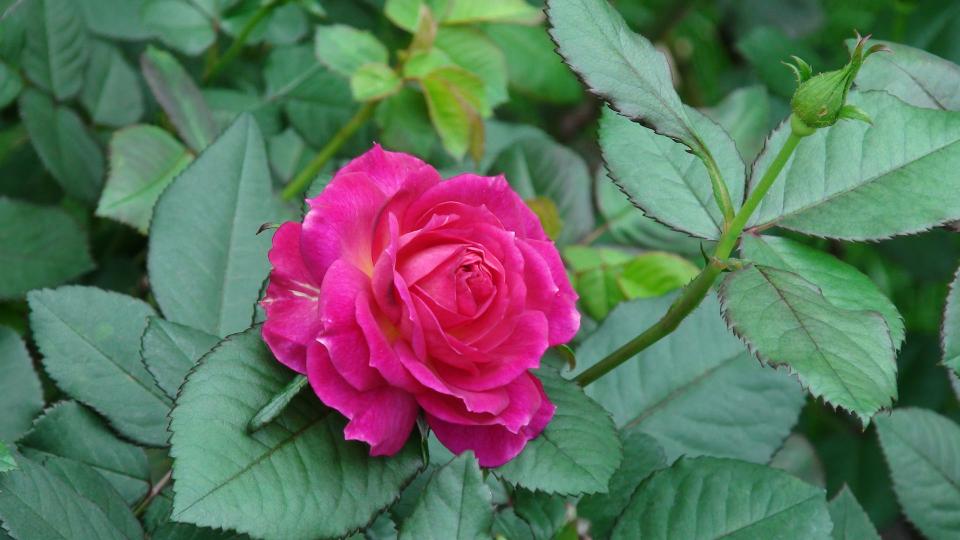 DSC00014001.jpg