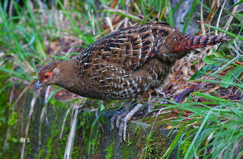 A 帝雉008 母 A.jpg