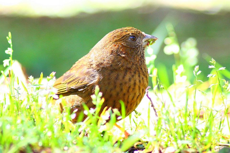 A 酒紅朱雀 002 母.jpg