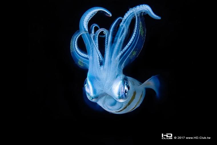 2017 索尼世界攝影大獎_台灣區域國家獎_首獎_陳翰旭_《黑夜的水下精靈》.jpg.jpg