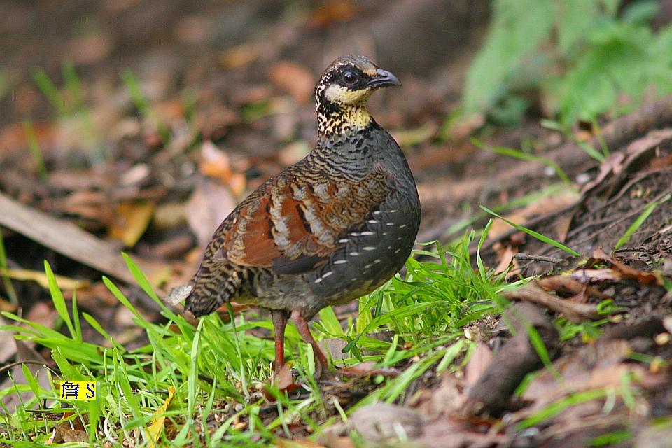 深山竹雞 006.jpg