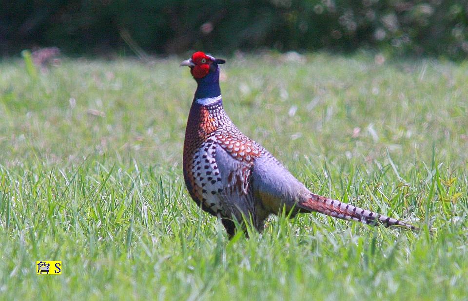 環頸雉 002.jpg
