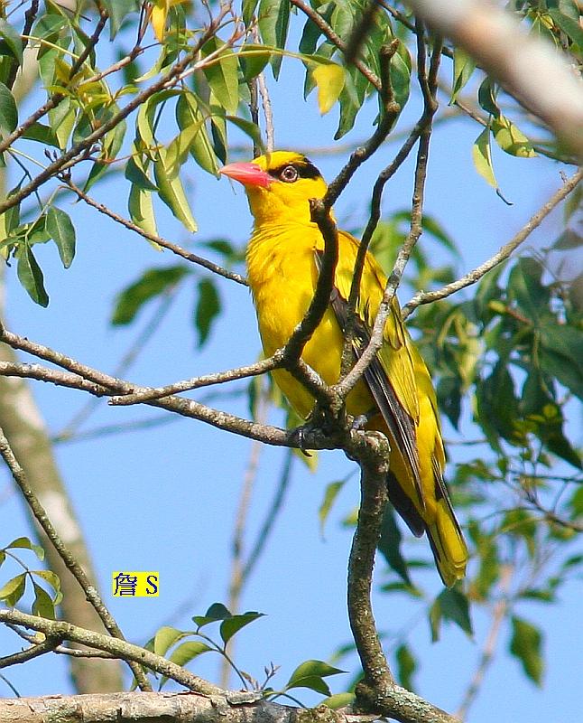 黃鸝 003 A.jpg