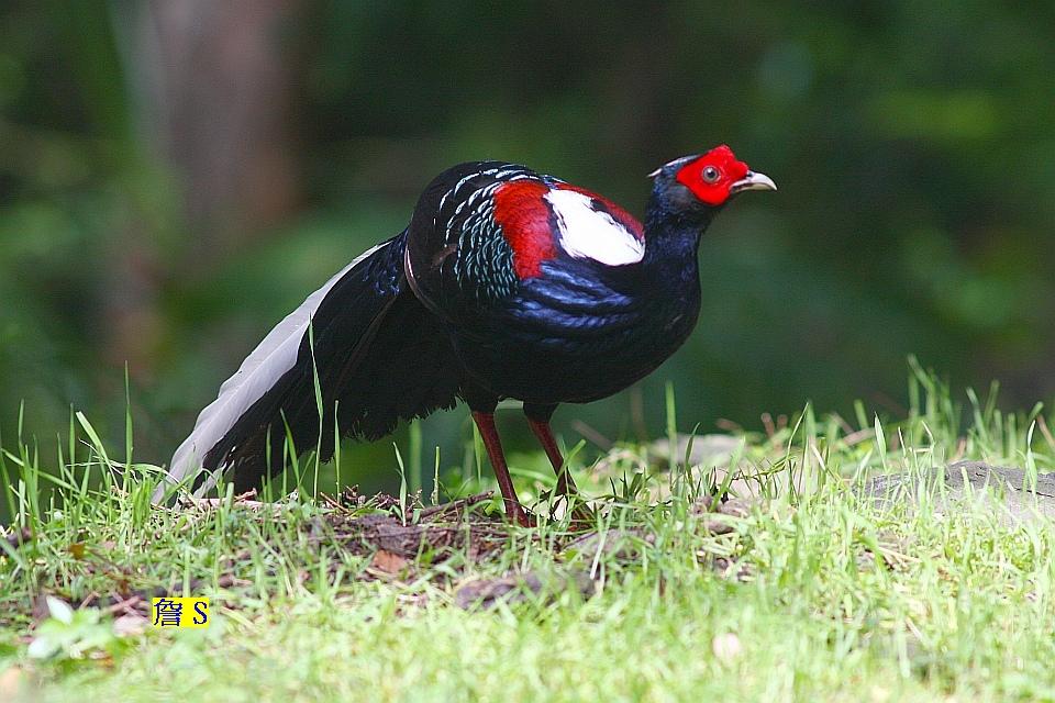 A 藍腹鷴 001 A V3.jpg