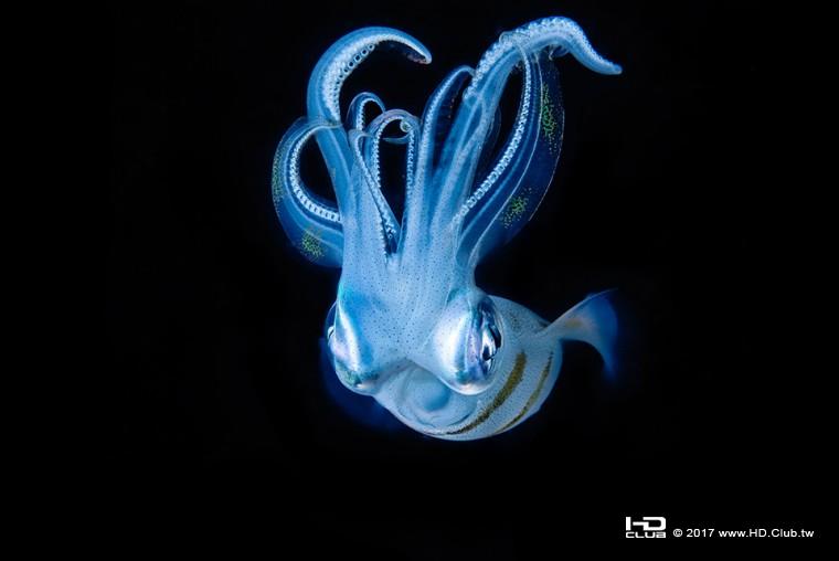 2017 索尼世界攝影大獎_台灣區域國家獎_首獎_陳翰旭_《黑夜的水下精靈》.jpg.jpg