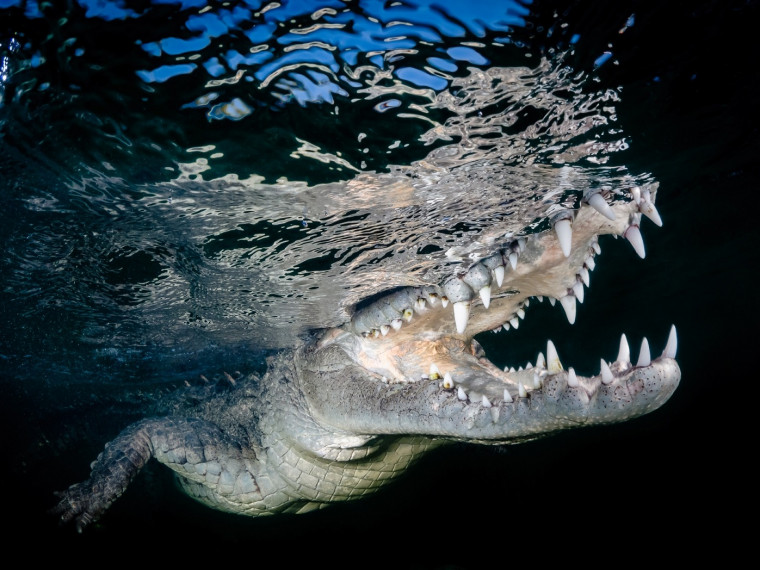 2. 2018 索尼世界攝影大獎_台灣區域國家獎_首獎_吳秀玲作品_與鱷共舞.jpg.jpg