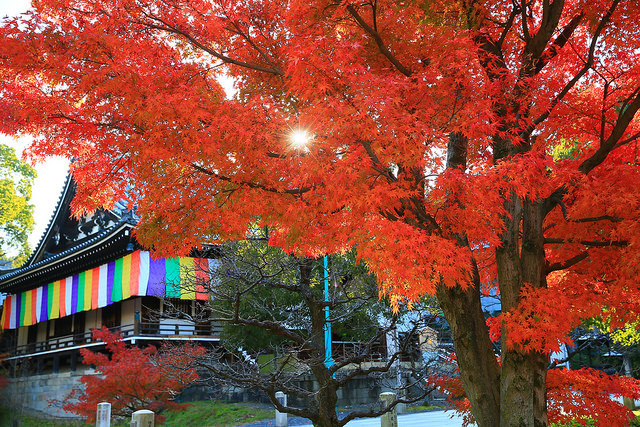 40160584741_6e232feca7_z (1).jpg