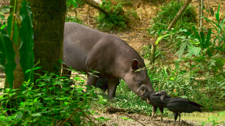 [J&amp;K.8K.视频] 秘鲁Peru 60FPS VP9.webm_000114.728.jpg