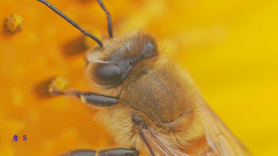 蜜蜂002字.jpg