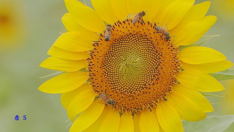 蜜蜂003字.jpg