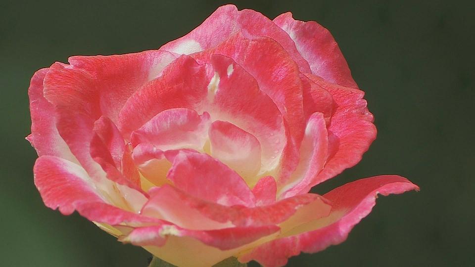 花卉001A.jpg