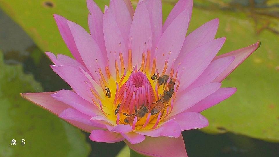 花卉002A字.jpg