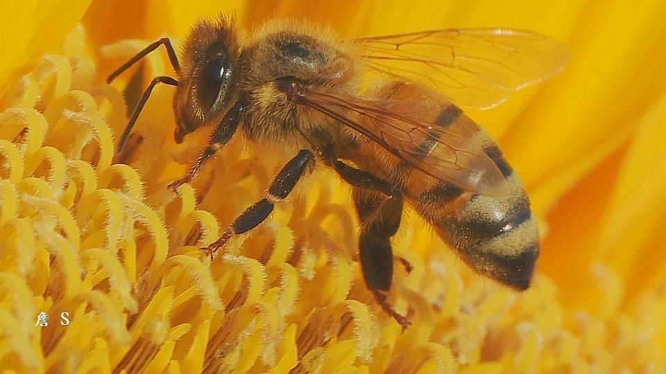 蜜蜂001字佳.jpg