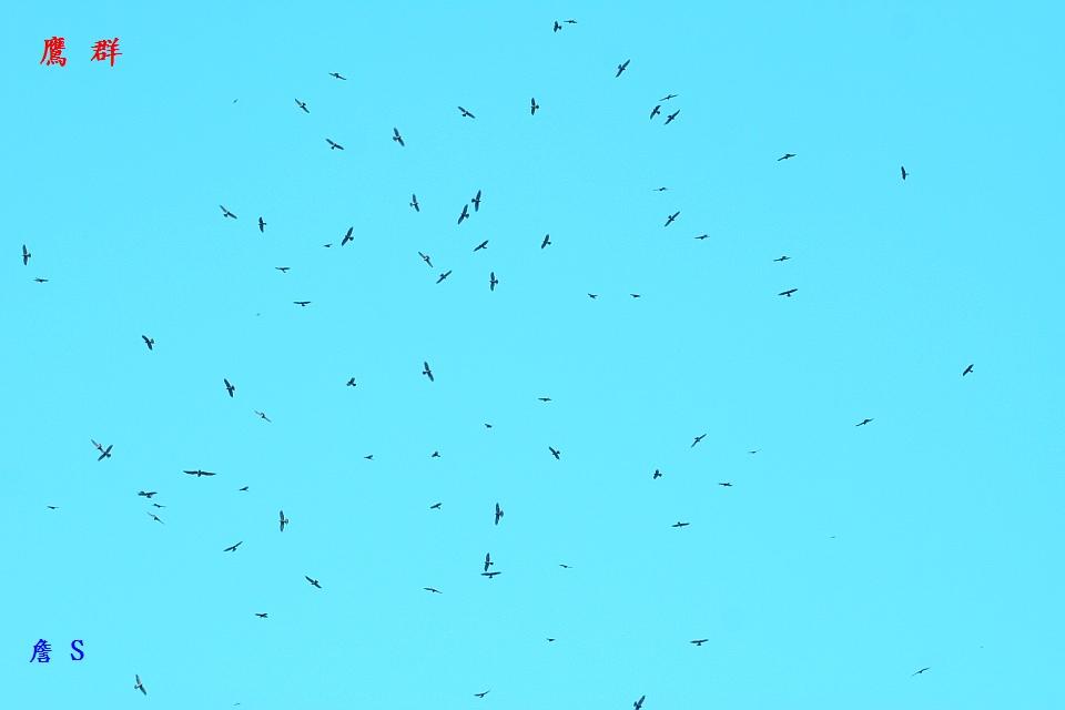 鷹群001.jpg