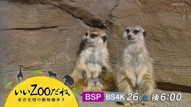 iwazoo-3.jpg