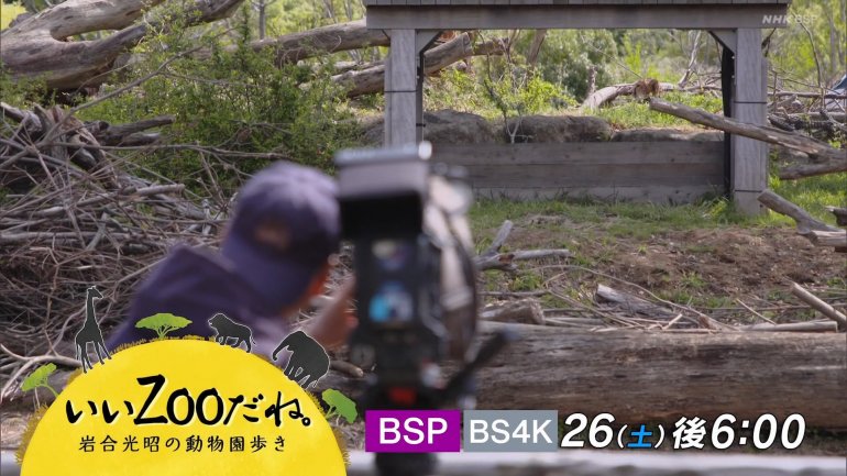iwazoo-1.jpg