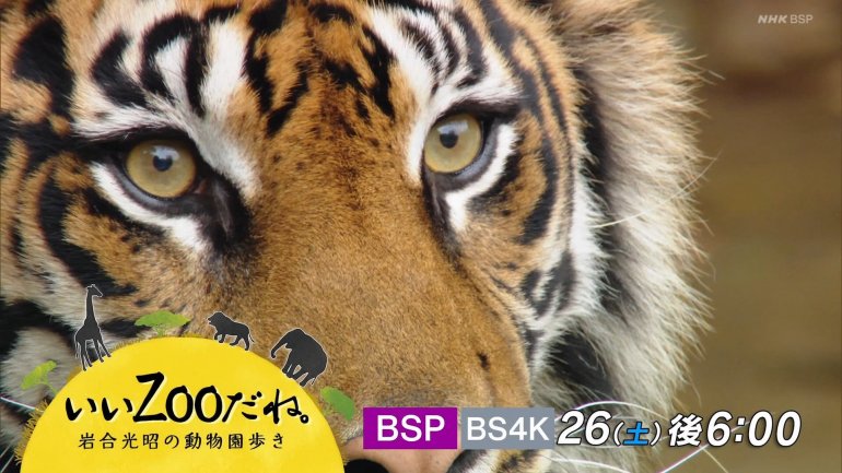 iwazoo-6.jpg