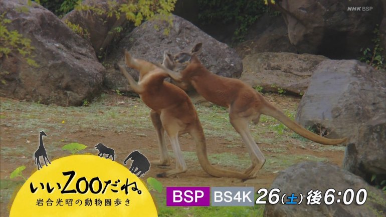 iwazoo-5.jpg