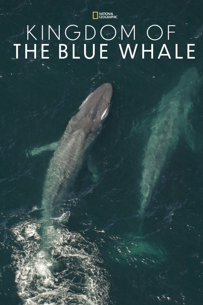 Kingdom of the Blue Whale(大藍鯨).jpg