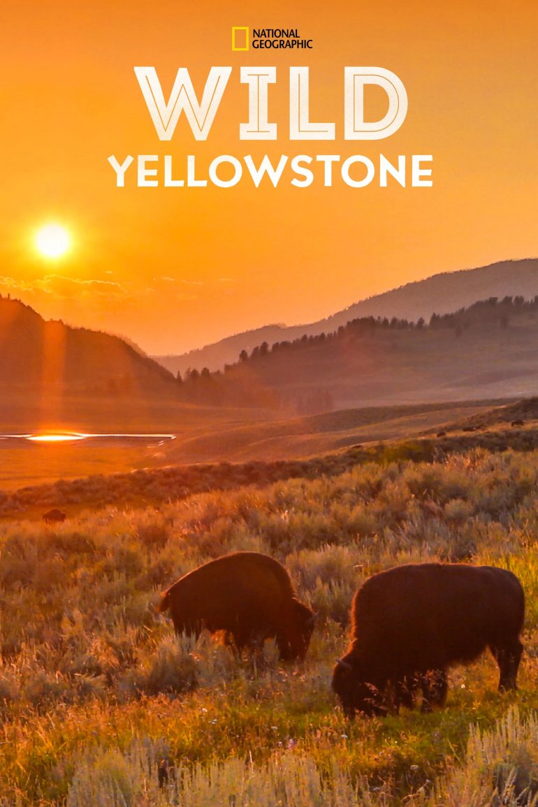 Wild Yellowstone S01(野性黃石公園 第一季).jpg