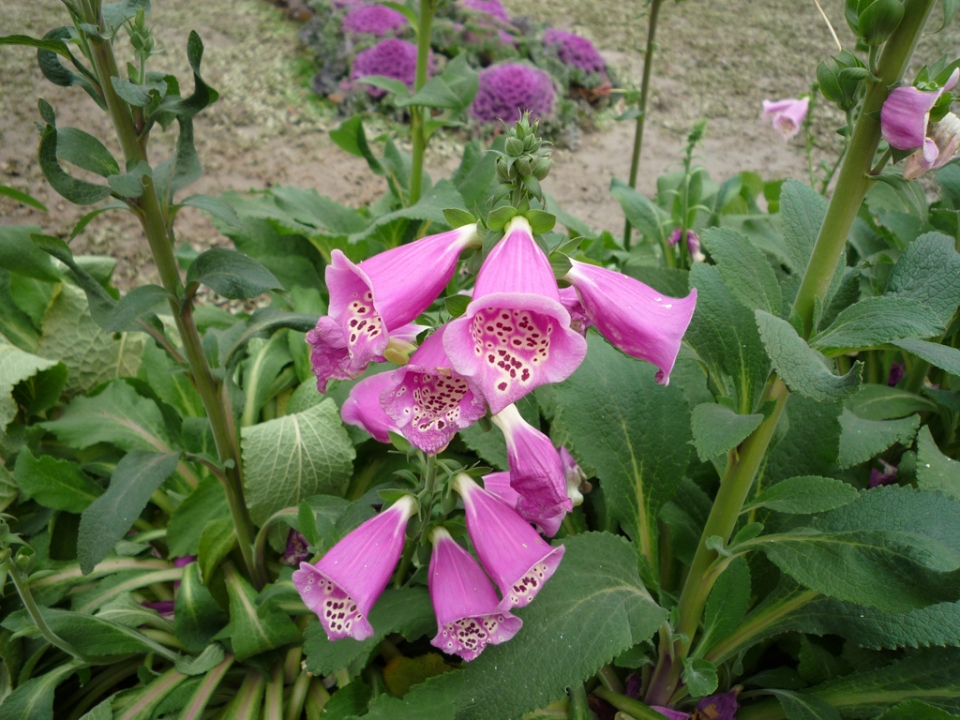 P1000002.JPG