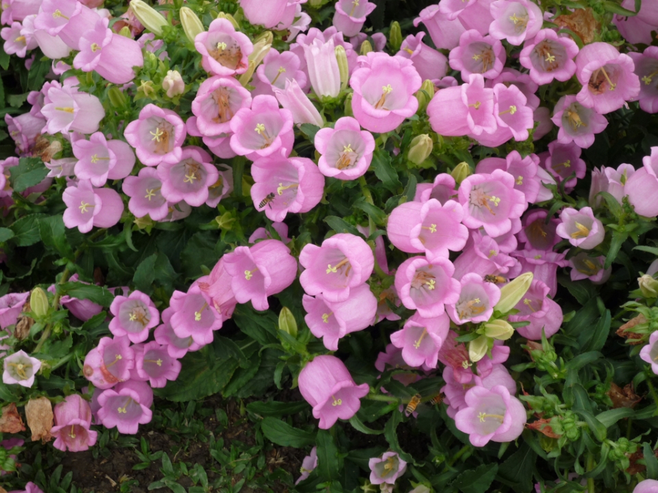 P1000006.JPG