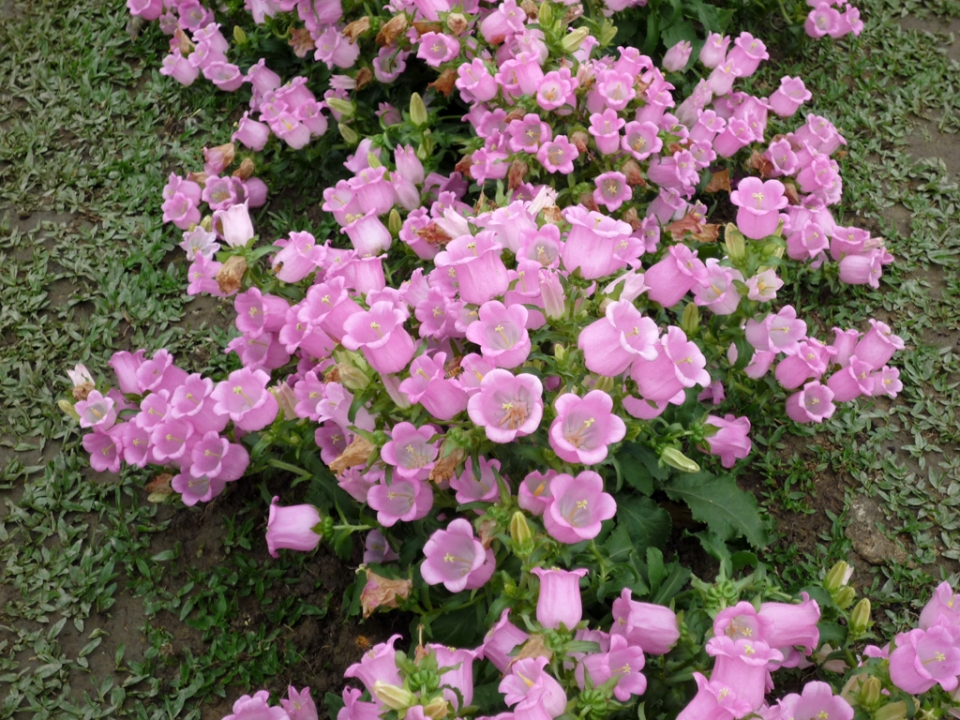 P1000007.JPG