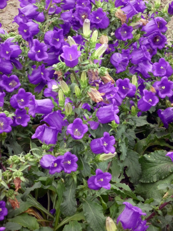 P1000010.JPG