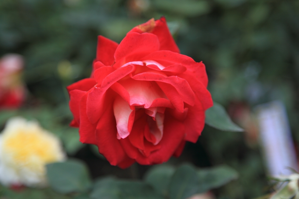 DPP_0092.JPG