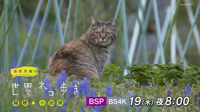 iwa0522a.jpg