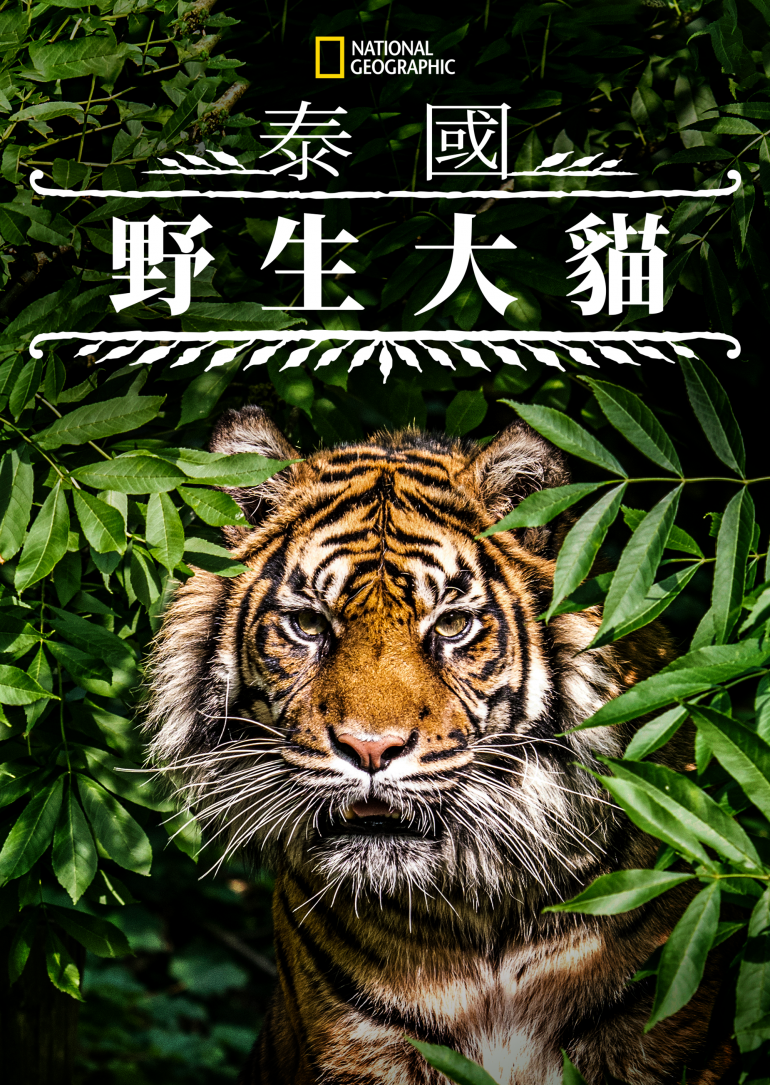 Thailand's Wild Cats(泰國野生大貓).png