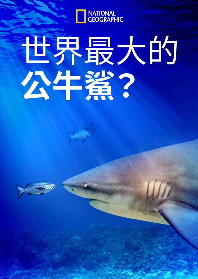 World's Biggest Bullshark(世界最大的公牛鯊？).png