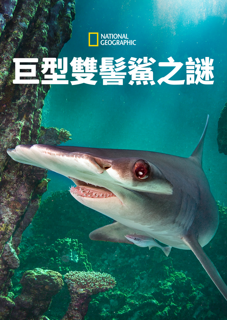 World's Biggest Hammerhead？(巨型雙髻鯊之謎).png