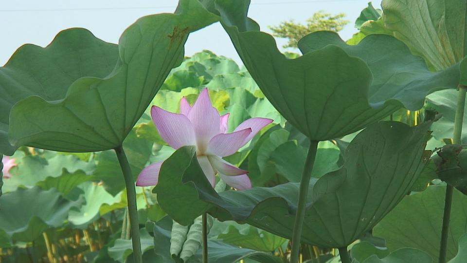 影像1.jpg