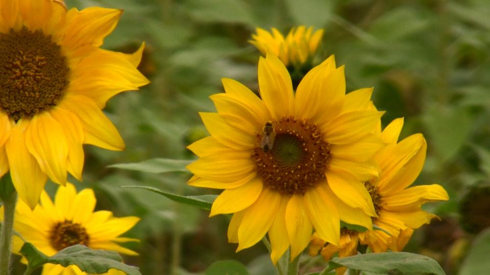 桃園大華鄉向日葵