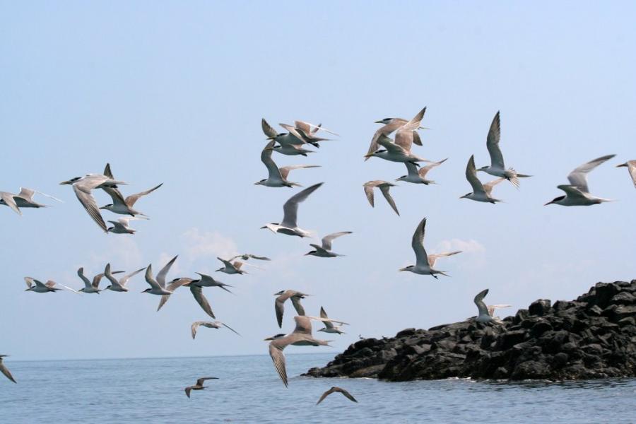 成群結隊的燕鷗