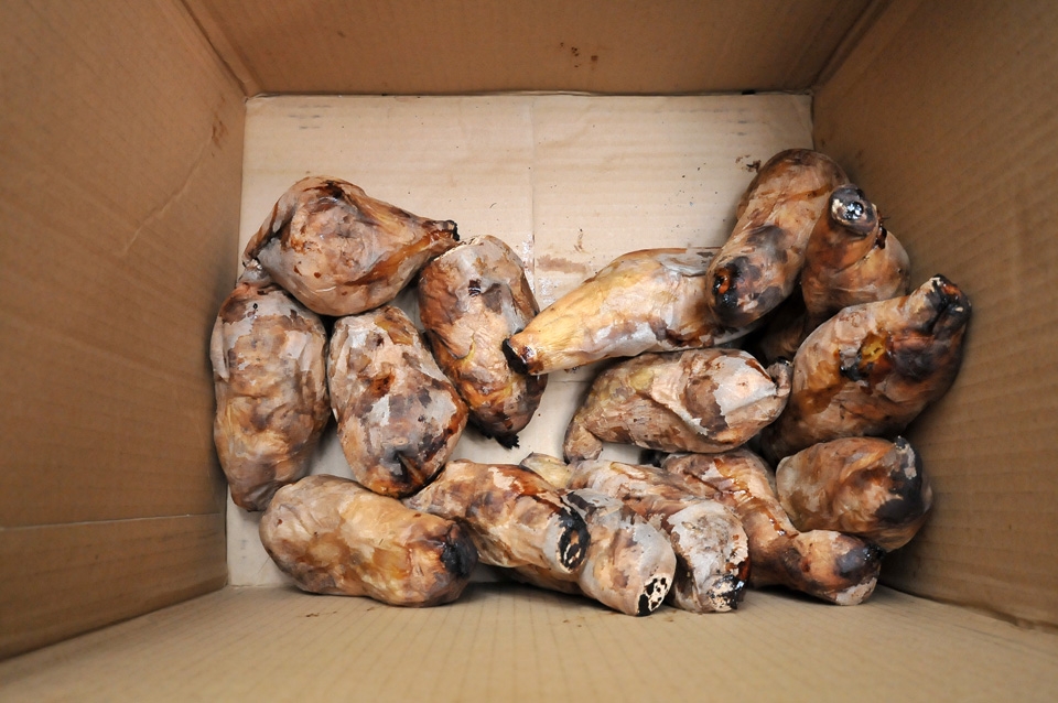 tappy 兄親自烤的地瓜