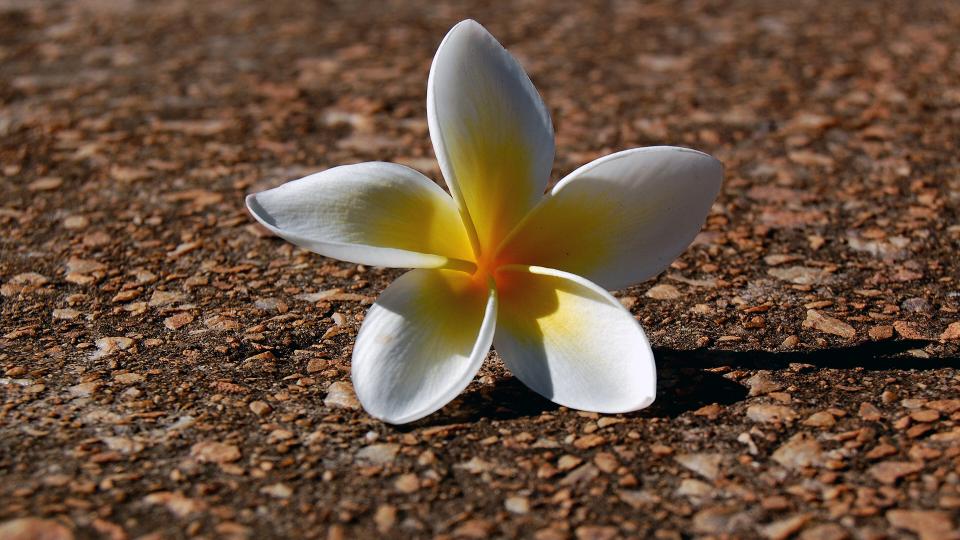 Fallen Flower.jpg